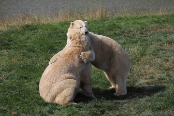 Polar Bears, Nobby & Nissan, playing & hugging (Ursus maritimus)
