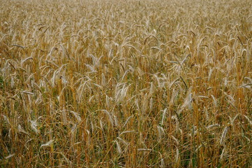Ripe wheat of golden color with bowed heads.