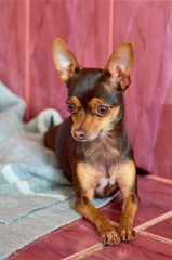 our smaller brothers