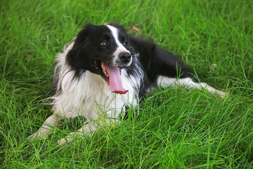 Border Collie in Green Lawn