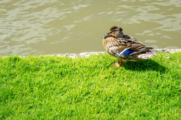 A duck stands on its paws on the shore of river cam. Mallard, lat. Anas platyrhynchos, female