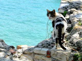 Street cat walking along the sea shore and looking at camera with wondering expression.