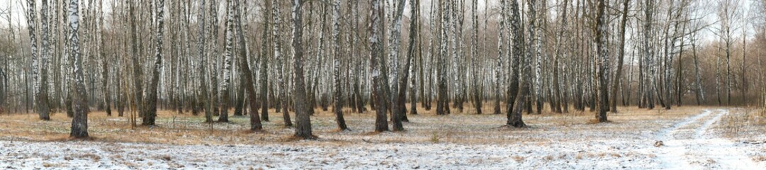 Panorama of a birch grove in winter. slender white trees
