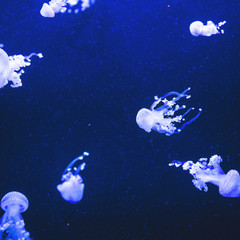 Blue water and neon jellyfish in the aquarium.