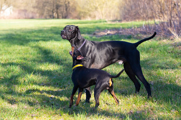 Manchester terrier and Pointer dog