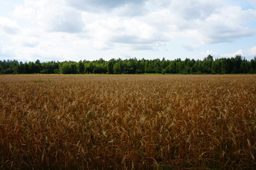 Wheat field against the background of green forest and sky with thick gray clouds in cloudy weather.