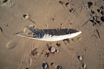 Baltic sea, feather on the beach