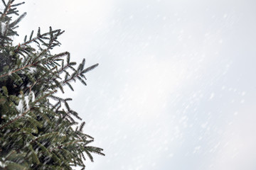 blurred snow background with christmas tree