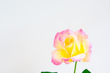 Fototapeta na wymiar 白背景の黄色とピンクのバラ