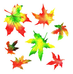 Maple leaves, watercolor