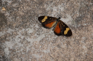 borboleta
