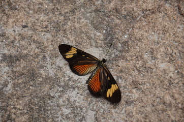 Obraz na płótnie Canvas borboleta