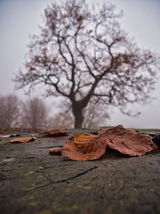 Hojas de aya en otoño con un árbol al fondo con niebla