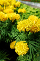 Beautiful marigold flowers in the garden