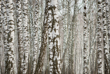 Panorama of a birch grove in winter. slender white trees