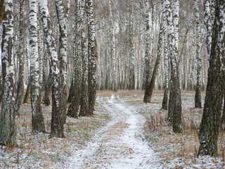 Panorama of a birch grove in winter. slender white trees