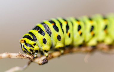 caterpillar on leaf