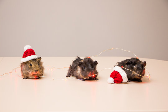 Cute and adorable guinea pig in santa hat. Christmas guinea pig. 