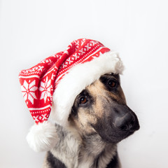 east european shepherd dog with knite santa hat on white backround