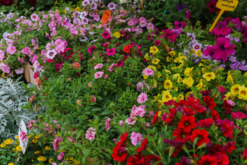 Beautiful flower pots with various petunia plants.