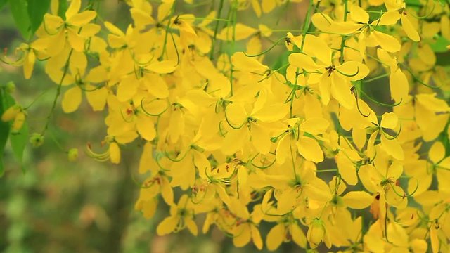 Close up of yellow color Indian laburnum flower or Golden shower flower blooming on its tree in summer season