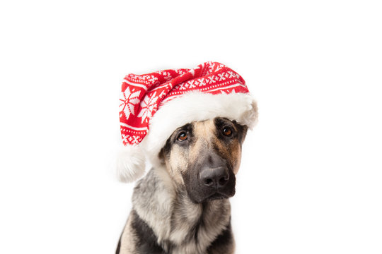 east european shepherd dog with knite santa hat on white backround
