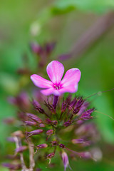 Fototapeta premium flower in the garden