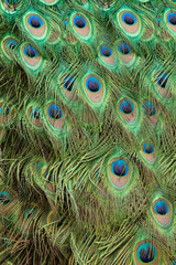 Peacock, Pavo cristatus