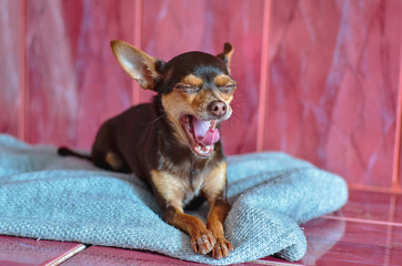 our smaller brothers