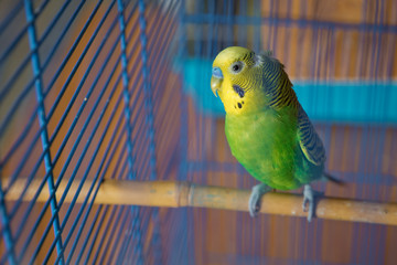 Parakeets . Green wavy parrot sits in a cage . Rosy Faced Lovebird parrot in a cage . birds inseparable . Budgerigar on the cage. Budgie parakeet in birdcage. Parrot