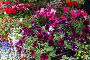 Fototapeta na wymiar Flower pots with multicolored petunia flowers on the market.