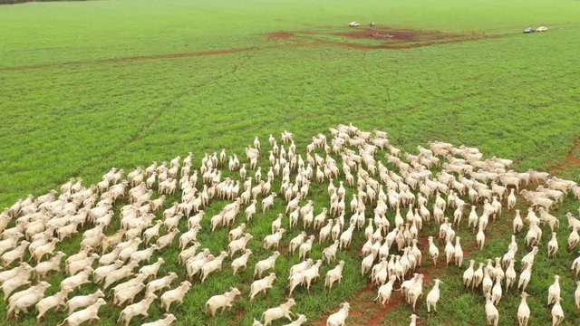 Nellore cattle,integration, farming, livestock, agro, agribusiness