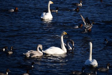 オオハクチョウの家族とカモたち、千葉県、2019年冬