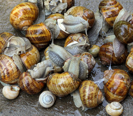 Snails on the concrete  at rainy weather.