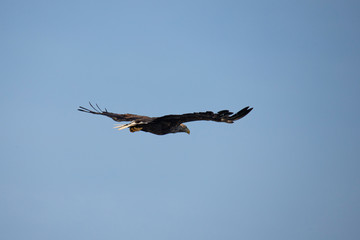 White Tail Eagle, Haliaeetus albicilla