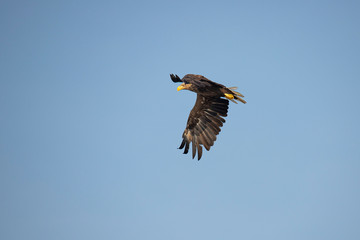 White Tail Eagle, Haliaeetus albicilla