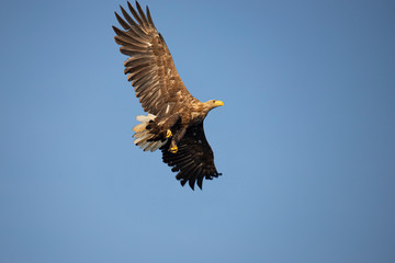 White Tail Eagle, Haliaeetus albicilla