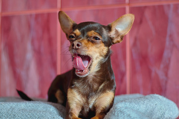 our smaller brothers