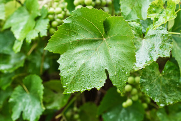 Unripe green grape bunch in rainy day with water drops on the leaves, closeup