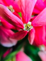 Fototapeta na wymiar flowers