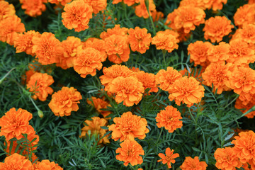 Orange french marigold flower blooming in garden