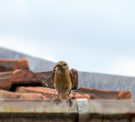 Nightingale bird holding a worm in its beak
