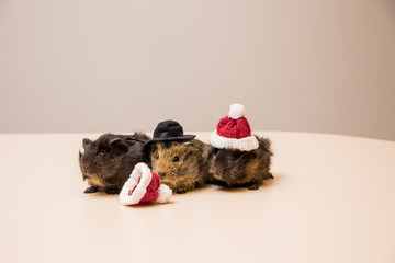 Cute and adorable guinea pig in santa hat. Christmas guinea pig. 