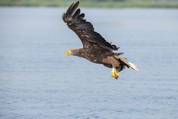 White Tail Eagle, Haliaeetus albicilla
