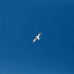 Fototapeta na wymiar One ocean gull flying in the blue sky.