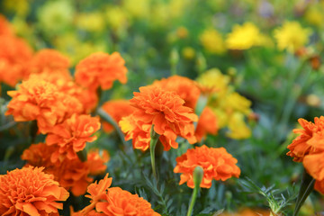 Orange french marigold flower blooming in garden