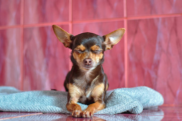 our smaller brothers