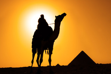 camel bedouin silhouette at giza pyramids cairo egypt at sunset - obrazy, fototapety, plakaty