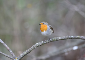 The European robin (Erithacus rubecula) was filmed on a branch and on a drinker. Close-up detailed photo in full color.