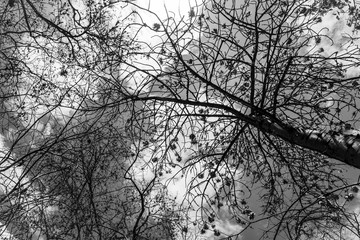 Black and white photo of tree branches against the sky